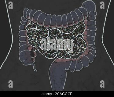 Gut bacteria , gut flora, microbiome. Bacteria inside the small intestine, concept, representation. 3D illustration. Stock Photo