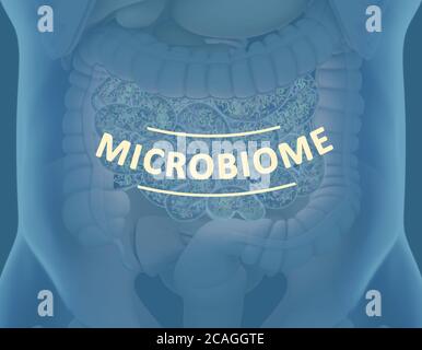 Gut bacteria , gut flora, microbiome. Bacteria inside the small intestine, concept, representation. 3D illustration. Stock Photo