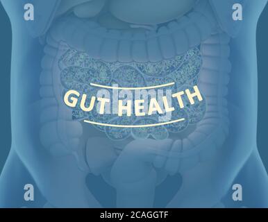 Gut bacteria , gut flora, microbiome. Bacteria inside the small intestine, concept, representation. 3D illustration. Stock Photo