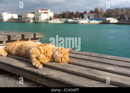 A red cat sleeps on a bench against the sea. Beautiful orange tabby cat with closed eyes. Concept of relaxation and relaxation by the sea. Stock Photo