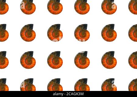 Seamless pattern of fossils. Bright amber-colored ammonite shell, isolated on white background. Flat lay design. Fibonacci spiral. Stock Photo