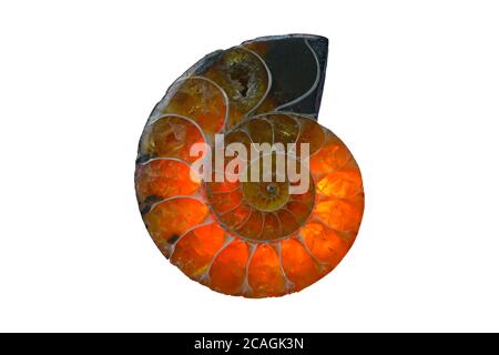 Fossil isolated on white background. Bright amber-colored ammonite shell. Stock Photo