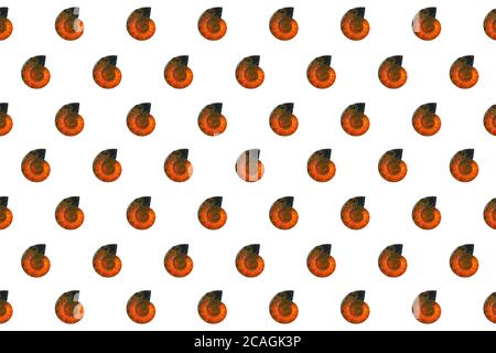 Seamless pattern of fossils. Bright amber-colored ammonite shell, isolated on white background. Flat lay design. Stock Photo