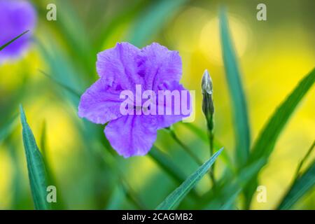 Ruellia simplex, the Mexican petunia, Mexican bluebell or Britton's wild petunia, flowering plant. Floral wallpaper. Selective focus. Purple flower cl Stock Photo