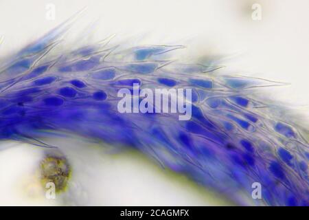 Microscopic view of a Common chicory (Cichorium intybus) flower stigma detail. Brightfield illumination. Stock Photo