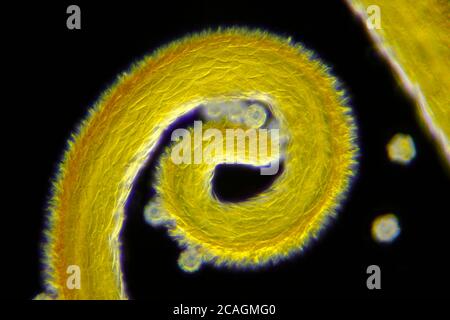 Microscopic view of a Meadow goat's-beard (Tragopogon pratensis) curled flower stigma detail. Darkfield illumination. Stock Photo