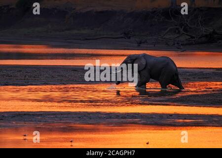 Elephant, Loxodonta Africana, crosses knee deep water which looks orange from the setting sun, African sunset. South Luangwa National Park in Zambia. Stock Photo