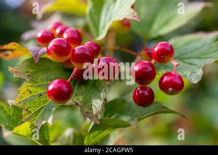 Red fruits of berries of Viburnum opulus Stock Photo