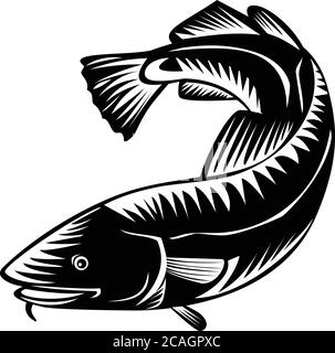 Woodcut style illustration of an Atlantic cod Gadus morhua, a benthopelagic fish of family Gadidae commercially known as cod or codling viewed from si Stock Vector