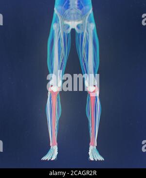 Tibia bone, human anatomy. 3D illustration. Stock Photo