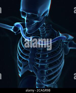 Collar bone xray. Human anatomy skeletal system, torso, ribs. 3D ...