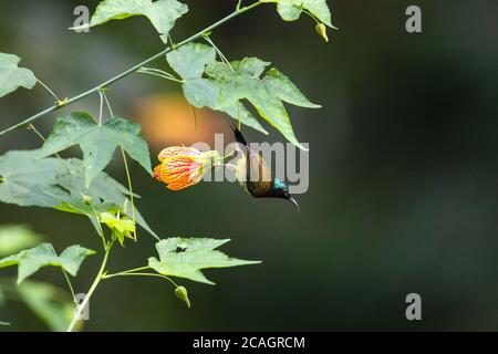 Chongqing park kingfisher Stock Photo - Alamy