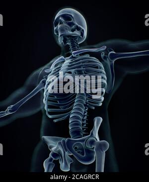 Collar bone xray. Human anatomy skeletal system. 3D illustration Stock Photo