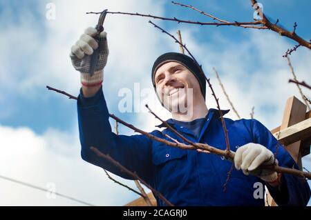 Man pruning brunches with the pruner Stock Photo