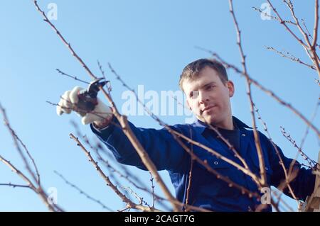 Portrait of young man pruning brunches Stock Photo