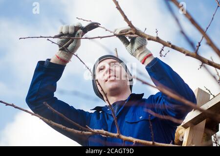 Yyoung man pruning apricot brunches with the pruner Stock Photo