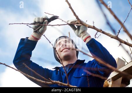 Man pruning apricot brunches with the pruner Stock Photo
