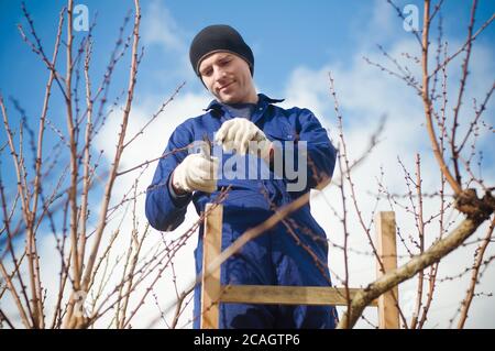 Gardener pruning apricot brunches using ladder Stock Photo