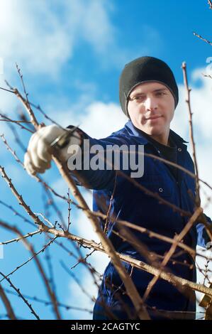Young man pruning apricot brunches Stock Photo