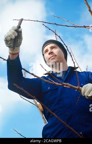 Young man pruning apricot brunches Stock Photo