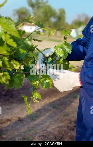 Tying grape branches Stock Photo