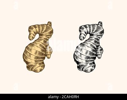 Ginger root, Chopped rhizome, Fresh plant. Vector Engraved hand drawn sketch. Pieces of ingredient set. Detox spice.  Stock Vector