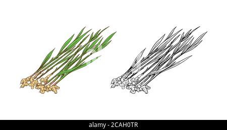 Ginger root, Chopped rhizome, Fresh plant. Vector Engraved hand drawn sketch. Pieces of ingredient set. Detox spice.  Stock Vector