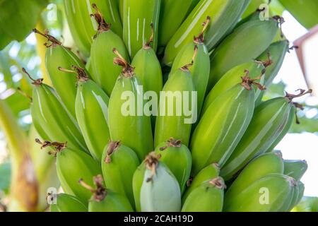 Organic young green banana on a bunch on a tree. Cluster of unripe bananas on a tree. Banana fruits develop from inflorescence also known as banana he Stock Photo