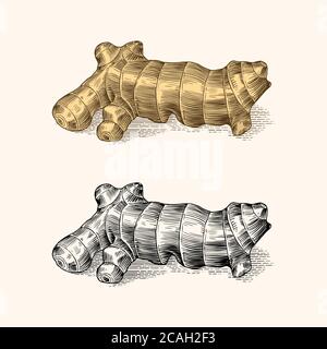 Ginger root, Chopped rhizome, Fresh plant. Vector Engraved hand drawn sketch. Pieces of ingredient set. Detox spice.  Stock Vector