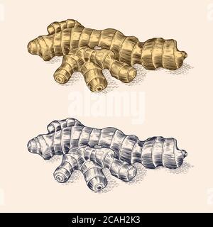 Ginger root, Chopped rhizome, Fresh plant. Vector Engraved hand drawn sketch. Pieces of ingredient set. Detox spice.  Stock Vector