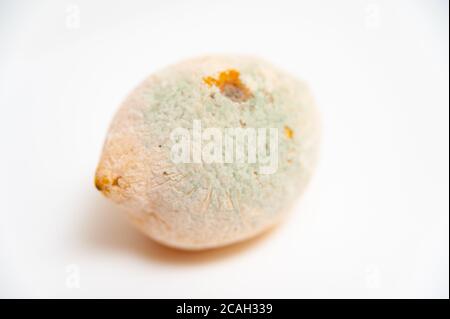 Spoiled lemon isolated on white background. Close-up. Horizontal shot. Stock Photo