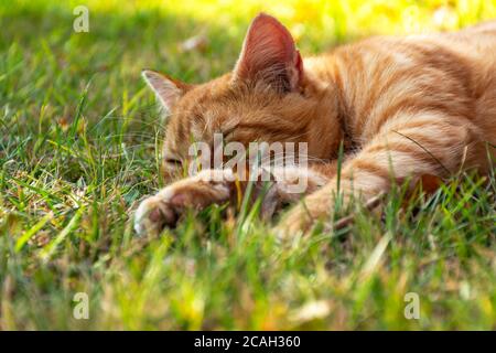 Small cute kitten cat sleeping outside in the park with flower grass background Stock Photo