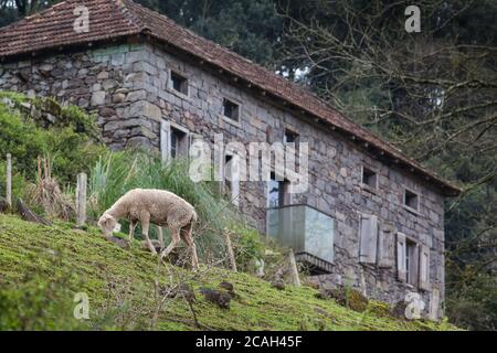 Sheep grazing with a stone house in the background Stock Photo