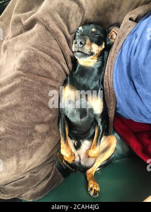 Close up of isolated sleeping miniature pinscher (Canis lupus familiaris, mini doberman) between blankets. Dog is in supine position laying on back wi Stock Photo