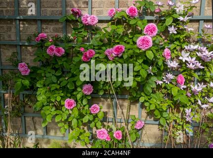 Pink climbing rose roses ‘Gertrude Jekyll’ and clematis ‘Samaritan Jo’ on trellis on wall flowers flower flowering in the garden in summer England UK Stock Photo