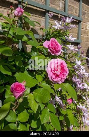 Close up of pink rose ‘Gertrude Jekyll’ and clematis ‘Samaritan Jo’ growing on trellis on a wall flowers flower flowering in the garden in summer UK Stock Photo