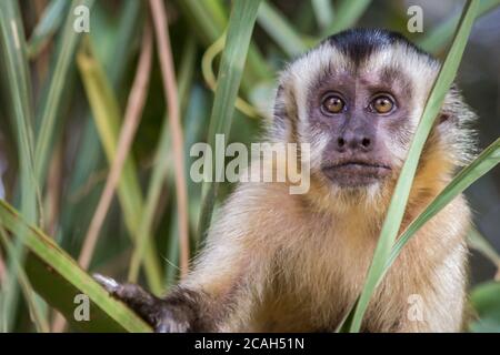 Sao Vicente, Brazil. Macaco Prego monkey (Cebus apella)