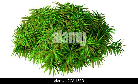 3D rendering of a green hummock moss isolated on white background Stock Photo