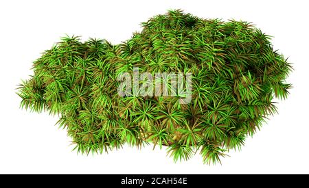 3D rendering of a green hummock moss isolated on white background Stock Photo