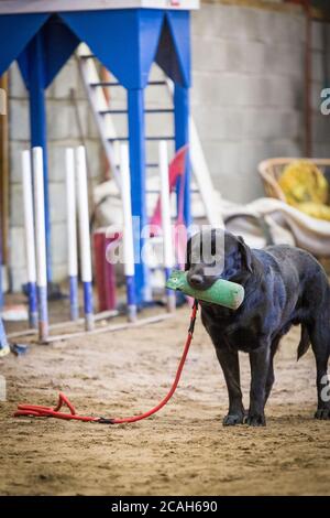 Young Male Black Labrador Training. Stock Photo