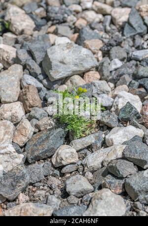 Single Pineapple Weed / Matricaria discoidea plant growing in gravel. Has the smell / aroma & taste of pineapple. Has been used in herbal remedies. Stock Photo