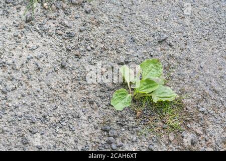 Common UK weed Greater Plantain / Plantago major growing in the baking tarmac of country road in sunshine. Survival of the fittest, & medicinal plant. Stock Photo