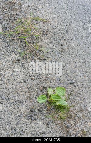 Common UK weed Greater Plantain / Plantago major growing in the baking tarmac of country road in sunshine. Survival of the fittest, & medicinal plant. Stock Photo