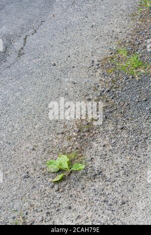 Common UK weed Greater Plantain / Plantago major growing in the baking tarmac of country road in sunshine. Survival of the fittest, & medicinal plant. Stock Photo