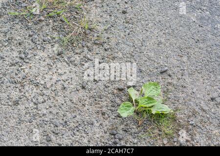 Common UK weed Greater Plantain / Plantago major growing in the baking tarmac of country road in sunshine. Survival of the fittest, & medicinal plant. Stock Photo