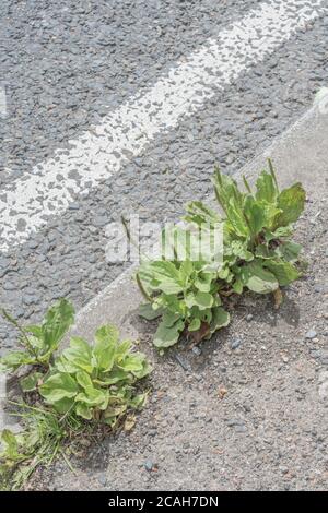 Common UK weed Greater Plantain / Plantago major growing in the baking tarmac of country road in sunshine. Survival of the fittest, & medicinal plant. Stock Photo