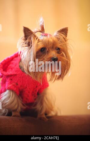 A little dog of Yorkshire terrier stands on the grass and looks. Stock Photo