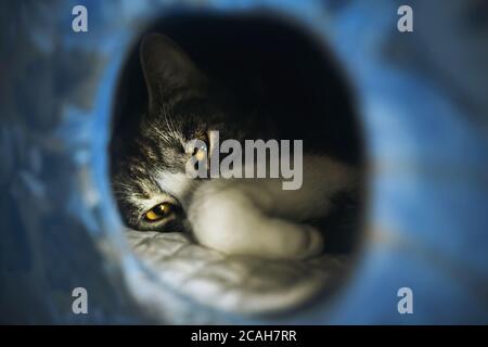 A cute domestic cat with yellow eyes has hidden in the pet house, curled up there and warily looks. A place of solitude. Stock Photo