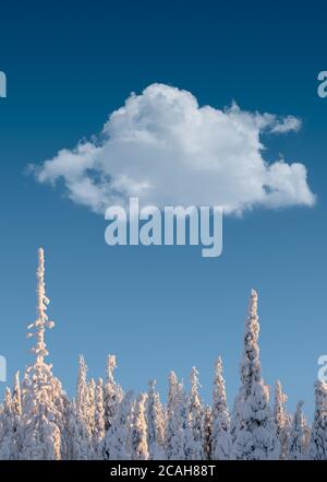 Abstract nature image of snow-covered trees against blue sky with a single cloud Stock Photo