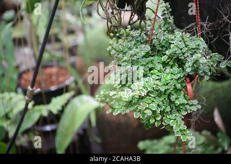 Close up of potted plants of creeping fig Ficus Pumila with small green and white leaves. Ficus Pumilia growth in hanging flower pot in tropical green Stock Photo